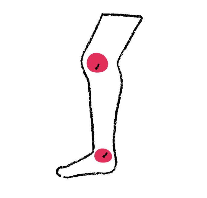 Bones, Joints, Muscles